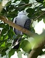 Blue Ground Dove