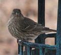 House Finch