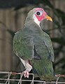 Jambu Fruit Dove