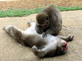 Macaca fuscata near Kyoto