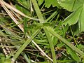 Scabiosa columbaria