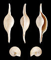 ◆2012/04-50 Bones, shells and fossils 51 Commons:Picture of the Year/2012/R1/Volva volva 01.JPG