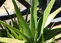 Asphodelaceae:Aloe vera