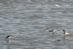 Linnud "Waddenzeel" (padumerel)