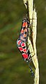 Zygaena carniolica