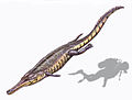 Machimosaurus buffetauti