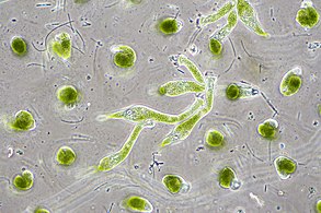 Chlorella vulgaris, a common green microalgae, in endosymbiosis with a ciliate[54]