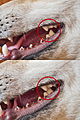 Image 5Location of a dog's carnassials; the inside of the 4th upper premolar aligns with the outside of the 1st lower molar, working like scissor blades. (from Dog)