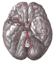 Las arterias de la base del cerebro.