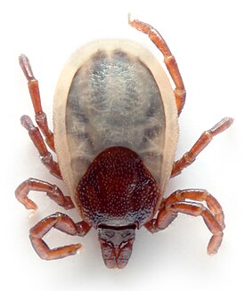 Ixodes hexagonus -puutiaislaji