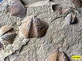 Bivalves marins Aviculopecten et Syringothyris.