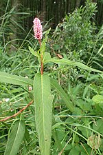 Thumbnail for File:Persicaria amphibia kz08.jpg