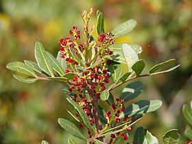 Lentisco Pistacia lentiscus