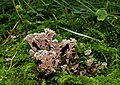 Thelephora terrestris