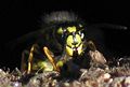 Vespula vulgaris