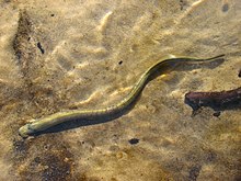 A lamprey, a jawless fish belonging to Cyclostomi