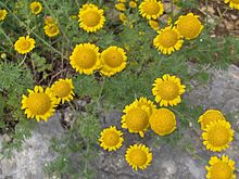 Anthemis tinctoria.JPG