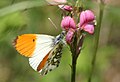 Anthocharis cardamines