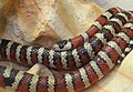 Lampropeltis pyromelana