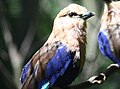 Blue-bellied Roller