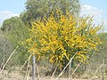 Thumbnail for Parkinsonia praecox