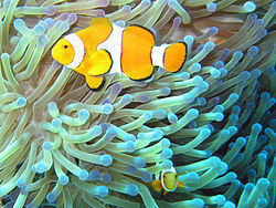 a colorful cloudfish swimming near a sea anemone