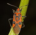 Corizus hyoscyami