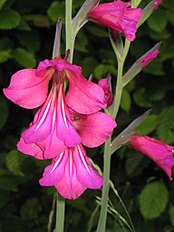 <center>Gladiolus communis<br></center>