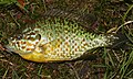 Lepomis gibbosus