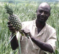 Pineapple farmer from Ghana