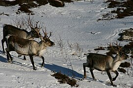 Reindeer & Caribou