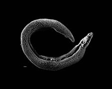 Le schistosome, un Trematoda