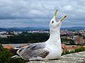 38 Seagull July 2014-2 uploaded by Alvesgaspar, nominated by Alvesgaspar