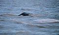 Cook Inlet, Alaska