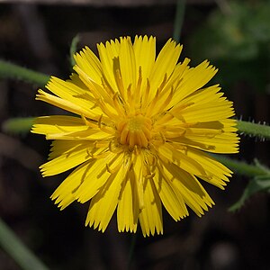 Taraxacum officinale (Common Dandelion)