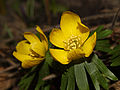 Eranthis hyemalis