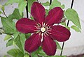 Niobe Clematis