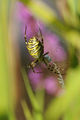 * Nomination Argiope bruennichi --ComputerHotline 08:17, 14 August 2010 (UTC) * Decline I think the dof is too short here, also the lighting is not optimal and the purple background is distracting. --Quartl 08:40, 14 August 2010 (UTC)