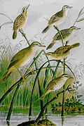 Aquatic Warbler