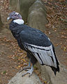 Mužjak, Cincinnati Zoo