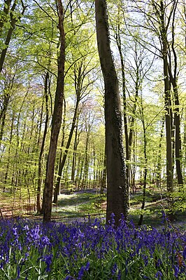 Bossen van de Vlaamse Ardennen en andere Zuid-Vlaamse bossen