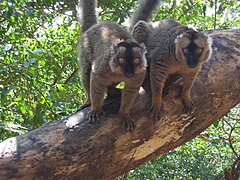 Eulemur fulvus