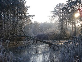 De Middelduinen op 10 januari 2009. Foto is genomen in het bosachtige deel van het gebied