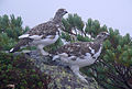 Rock ptarmiganLagopus mutarypeSkovhøns