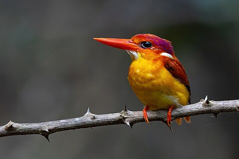 Rufous-backed Dwarf-Kingfisher