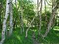 Bosque de Sherwood