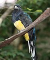 White-tailed Trogon