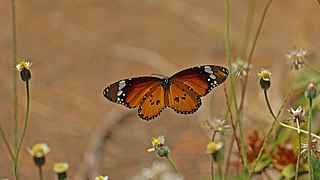 The Neoptera, including butterflies and most other insects, have indirect flight musculature