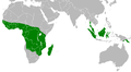 Distribution of the Bat Hawk (Macheiramphus alcinus)