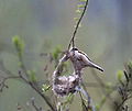 Male building nest